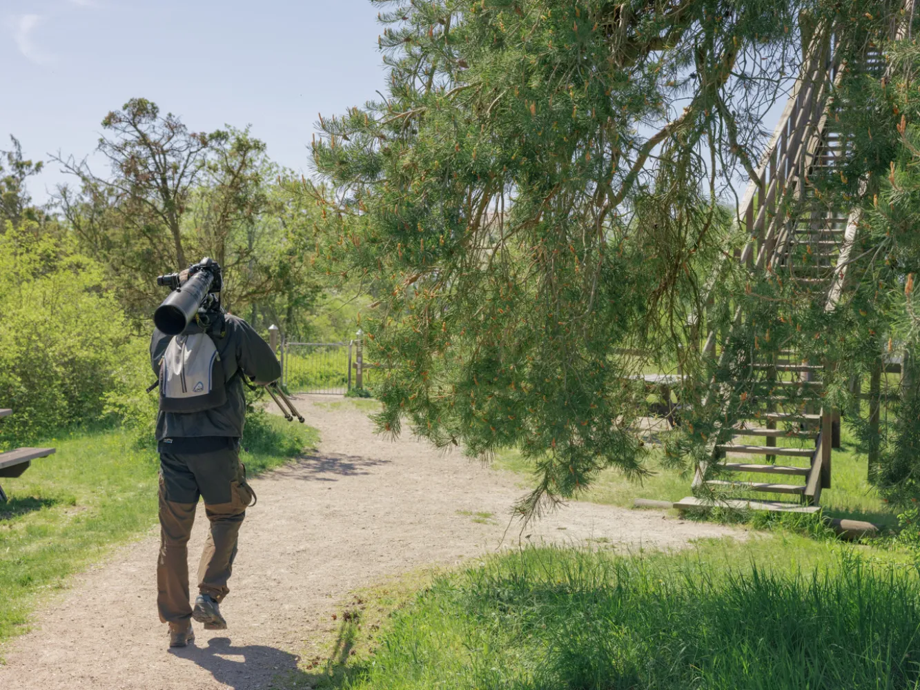 Un ornithologue marche sur un chemin de gravier en direction de la tour d'observation des oiseaux à Beijershamn, sur l'île d'Öland.