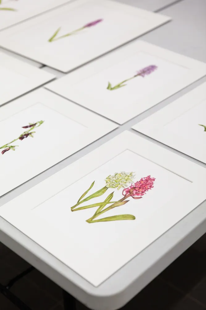 Flera kort med blomillustrationer ligger utlagda på ett bord