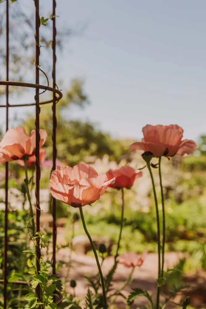 Blommor