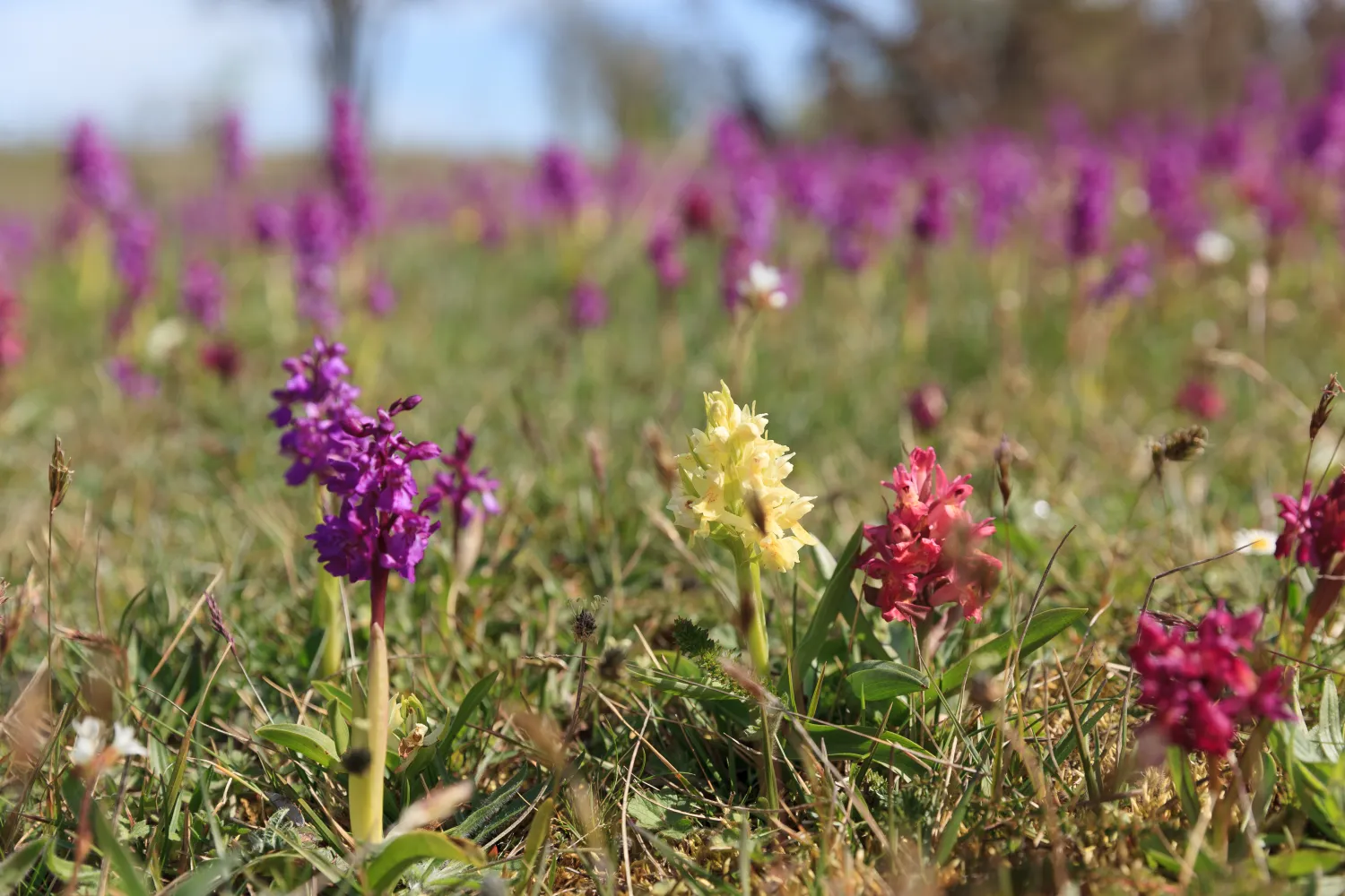 Lila orkidéer som växer