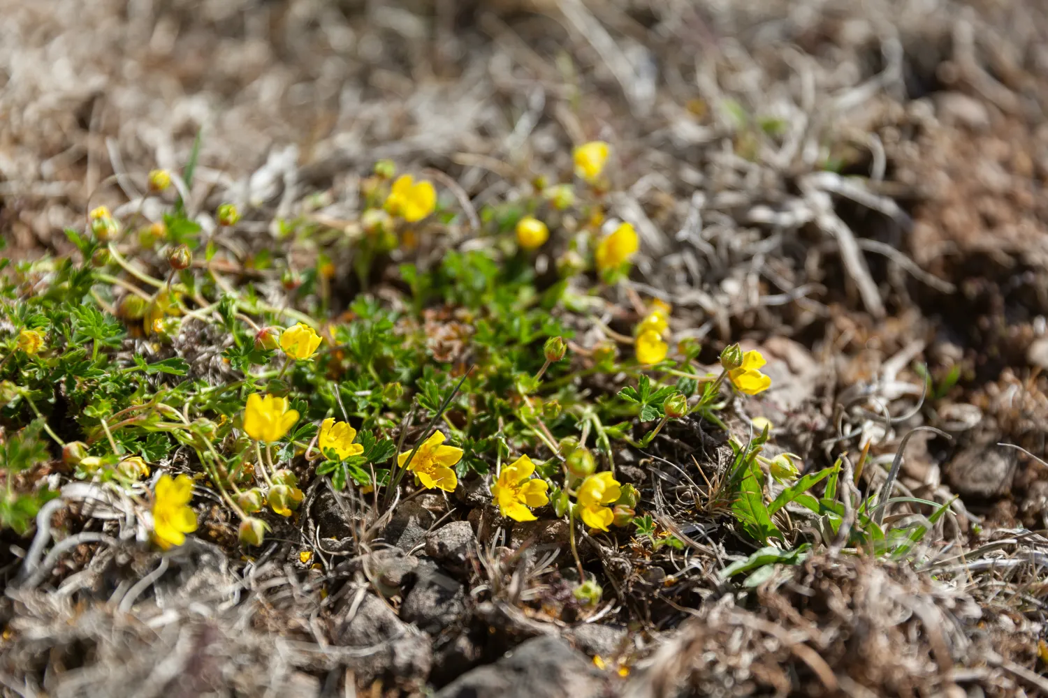 Här växer Ölands landskapsblomma Solvända 