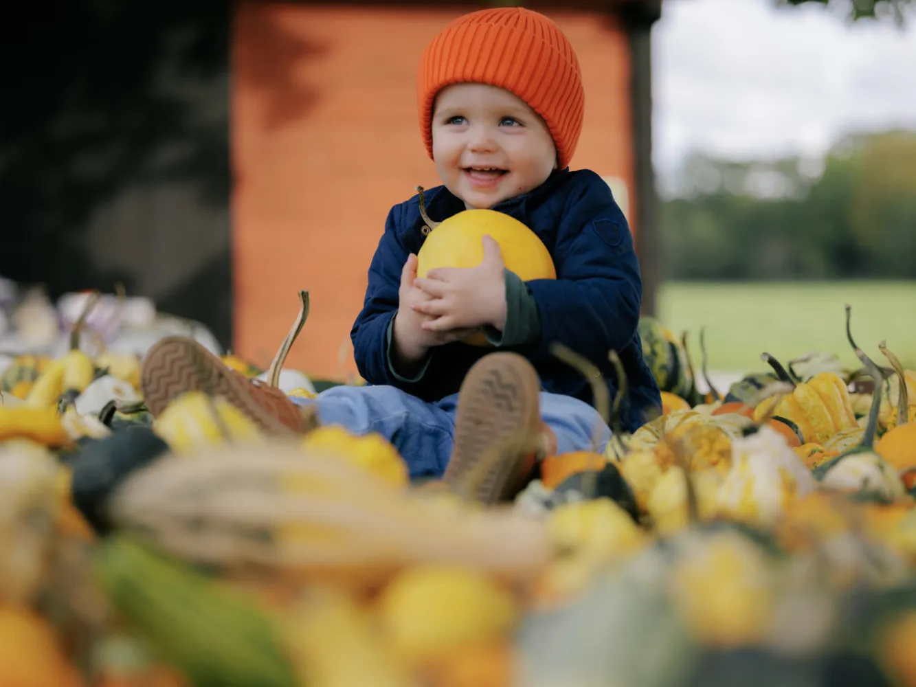 En liten kille med orange mössa sitter i ett fält med pumpor på Öland