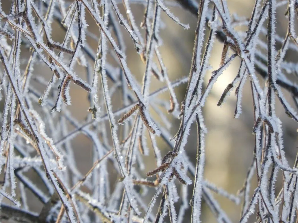 Frostige Zweige