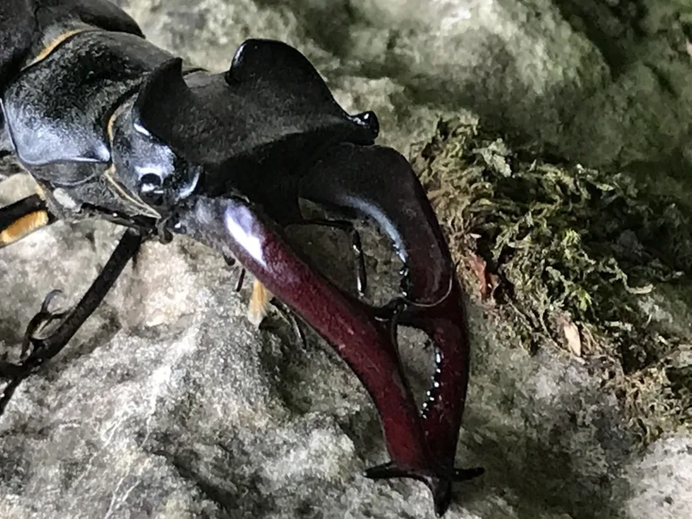 Stag beetle