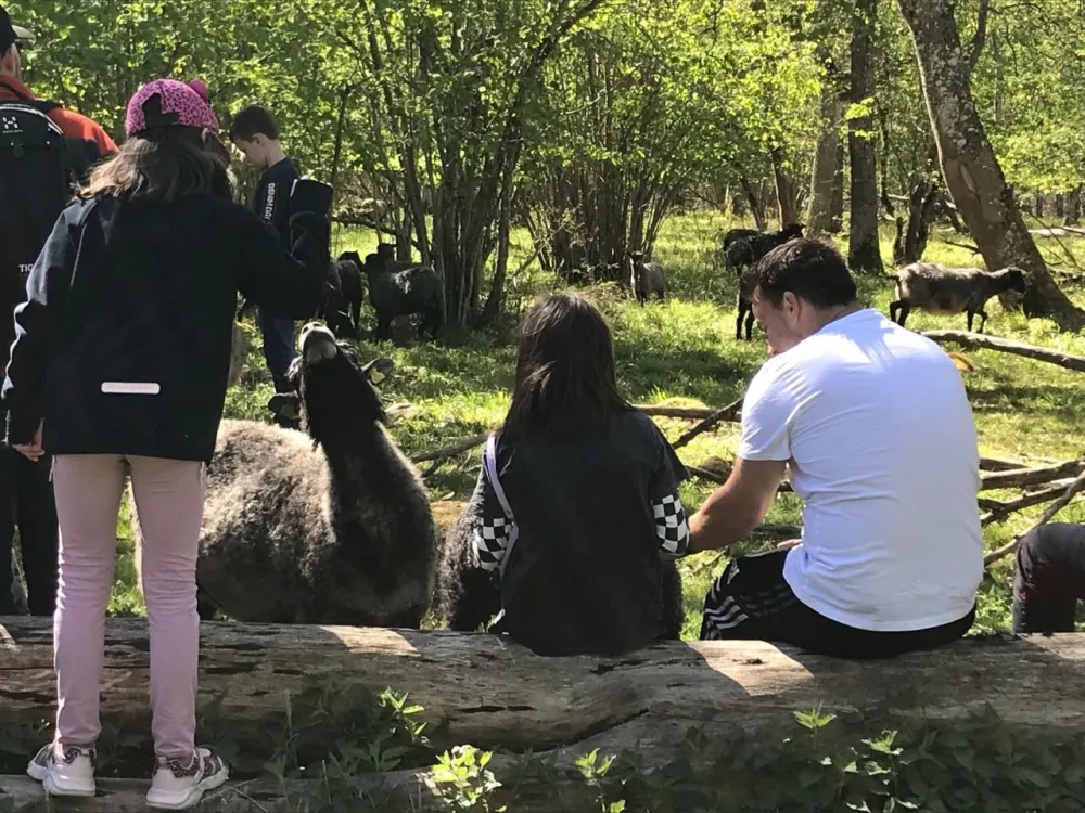 Sheep safari