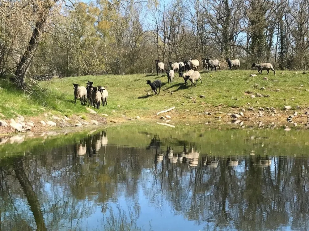 Sheep safari