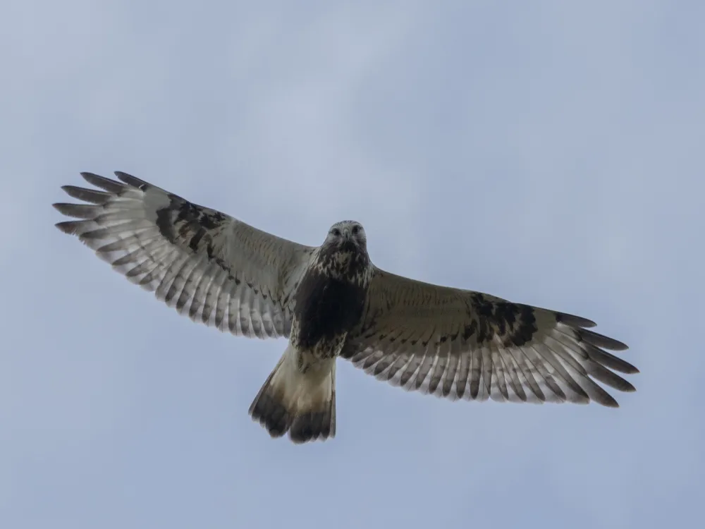 Common buzzard