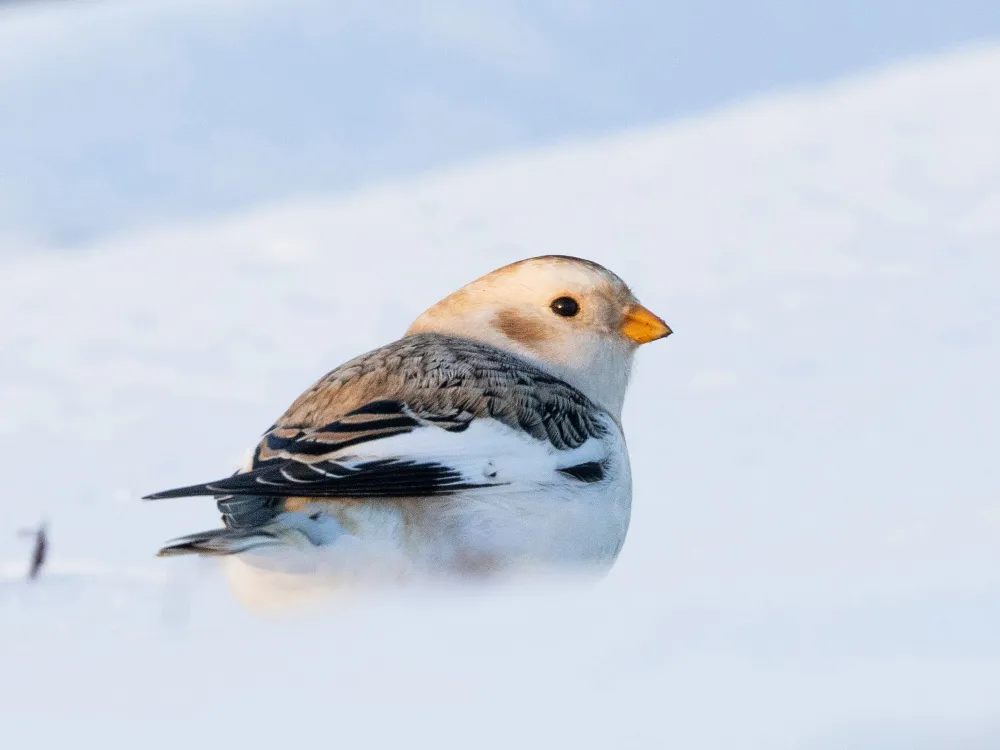 Snowy Sparrow