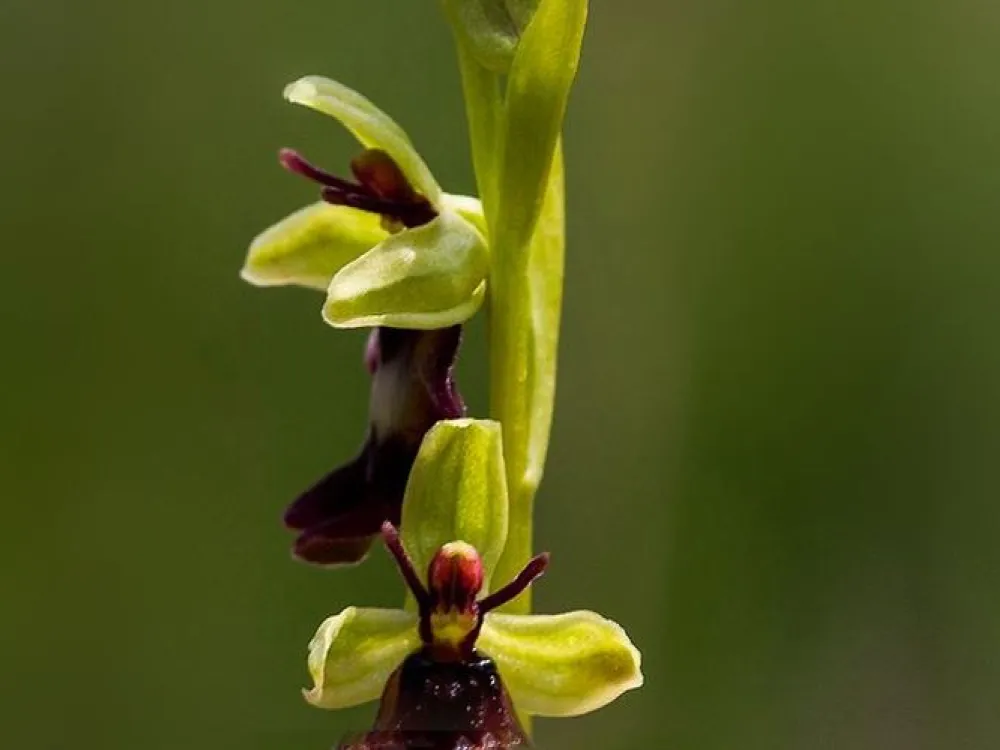 Orchideenspaziergang