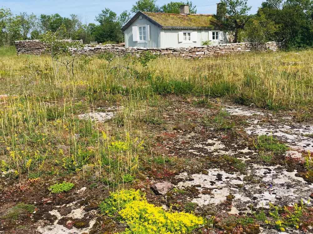 Stora alvaret