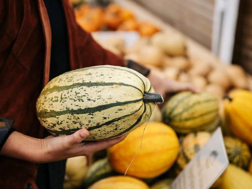 Harvest Season