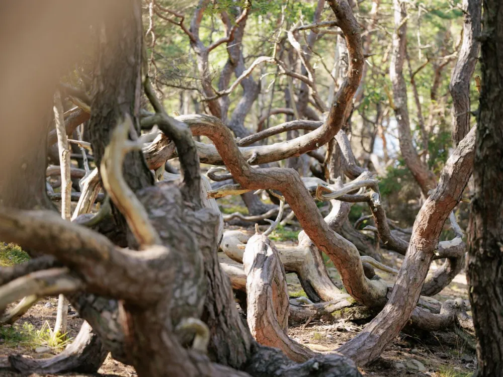 Naturum Trollskogen - Ölands nordöstra udde