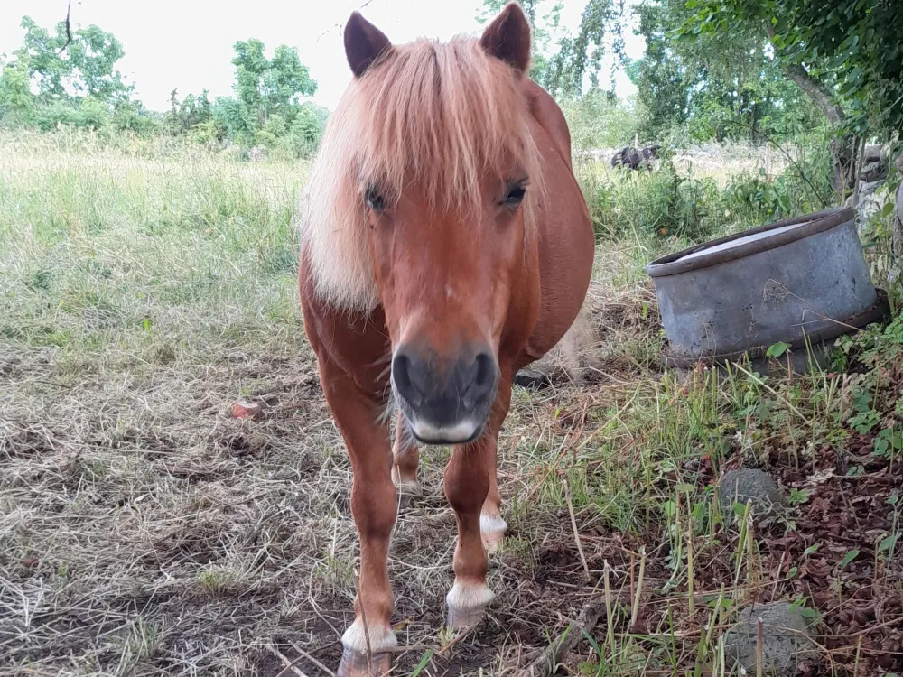 Pony reiten
