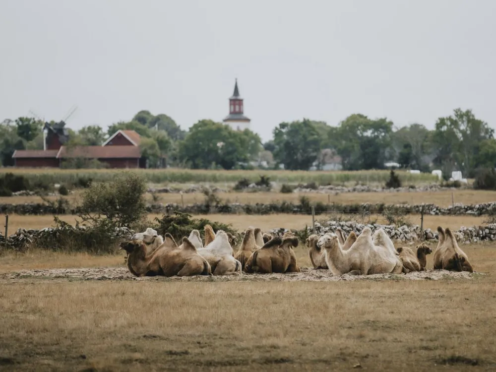 Ormöga Kamelranch 