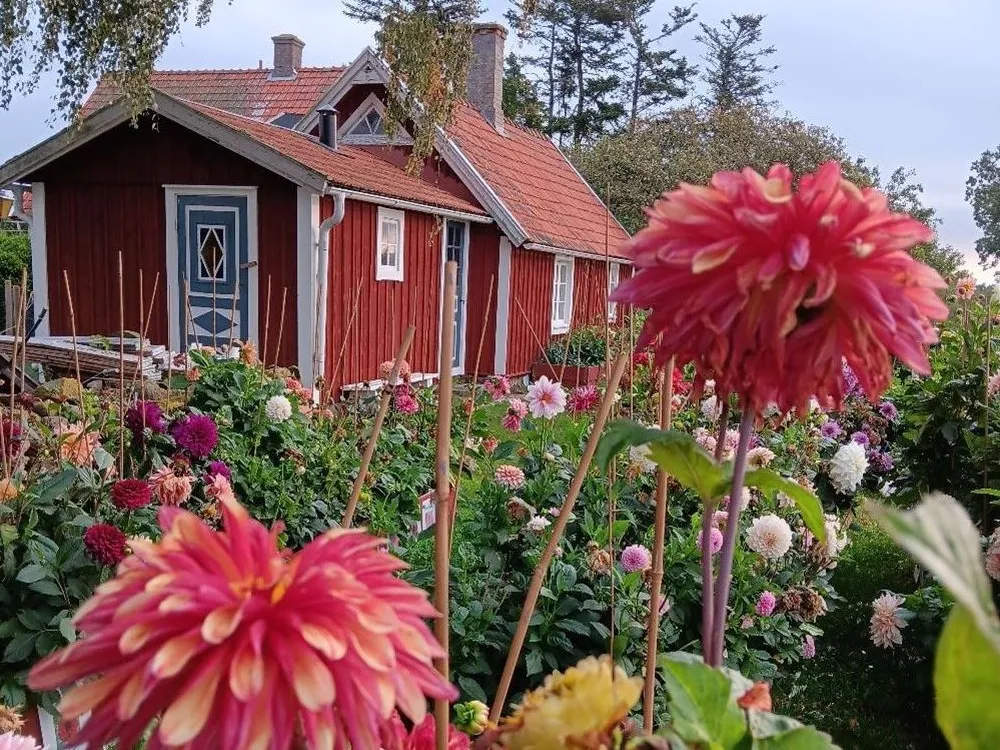 Sävar Fröplant