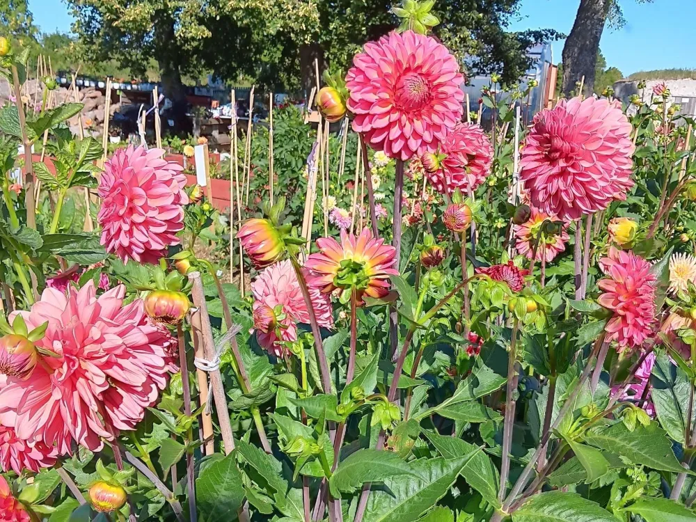 Sävar Fröplant