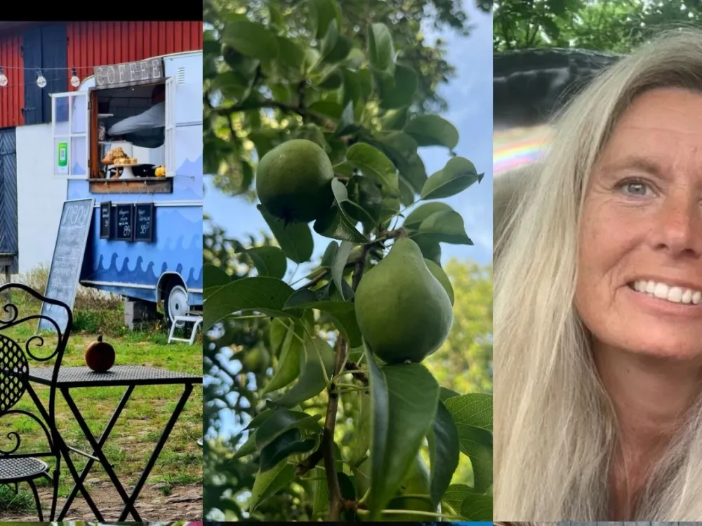 Gongavslappning i skördetid