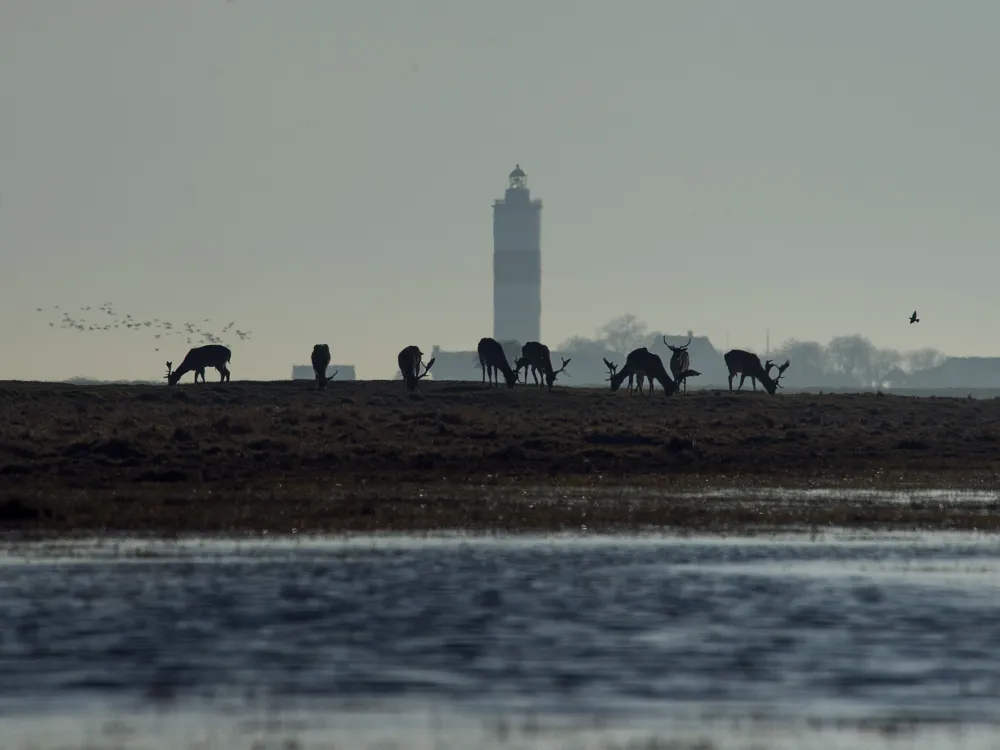Josefin Nilsson långe Jan och hjortar