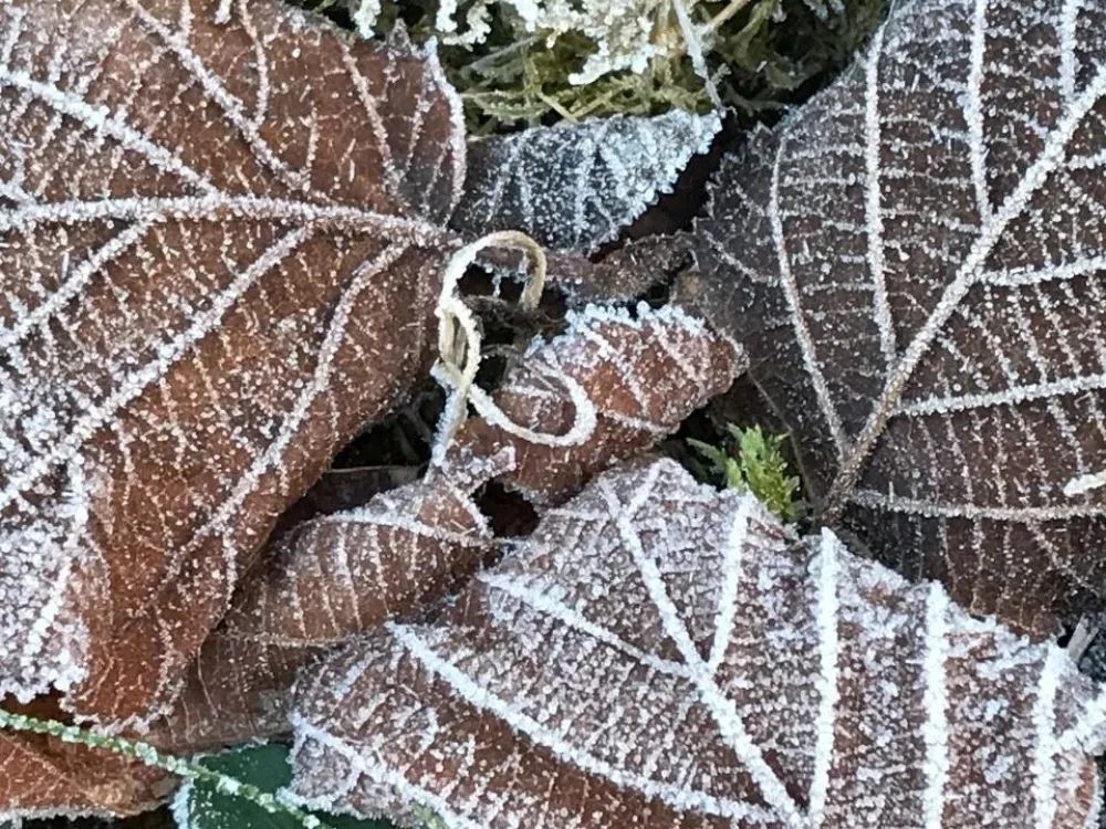 Skogsbad i Vinterskogen