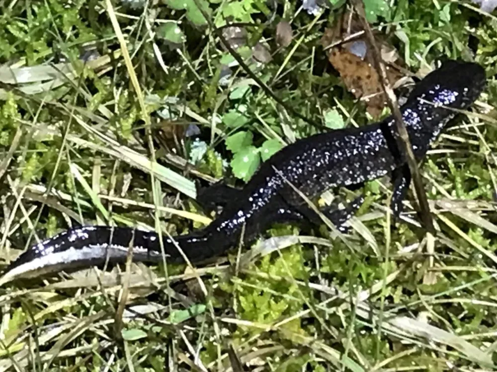 Salamander