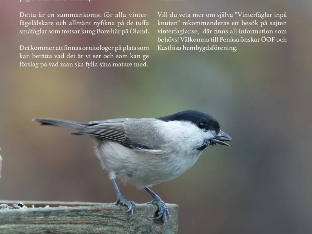 Entita med solrosfrö