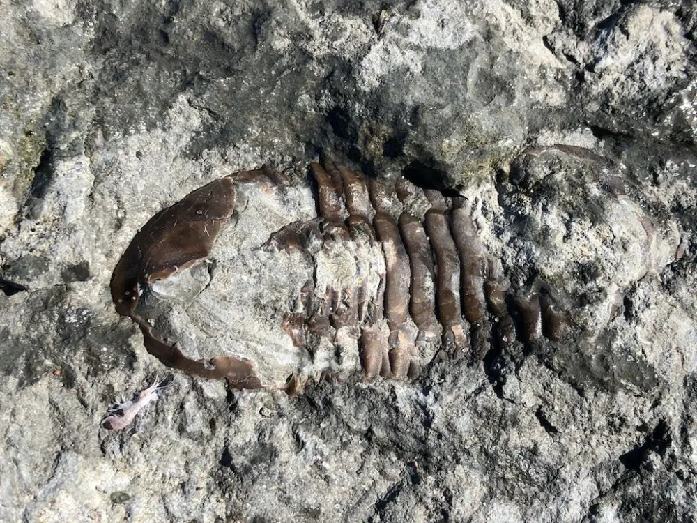 Spännande kalksten!