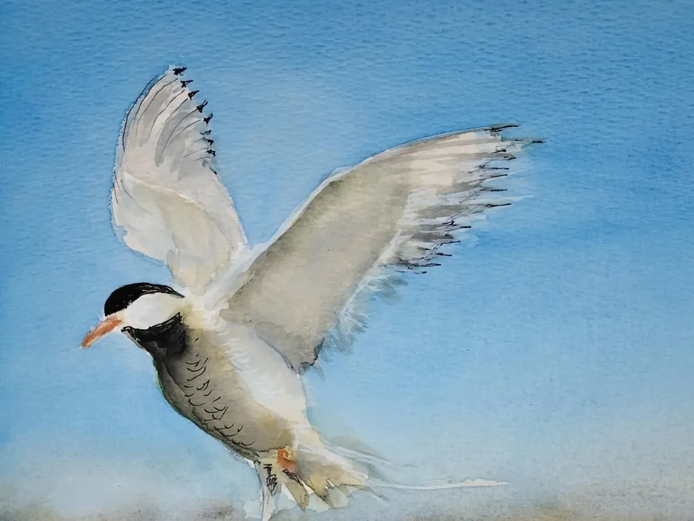 Ingela Mellgren Ohlsson