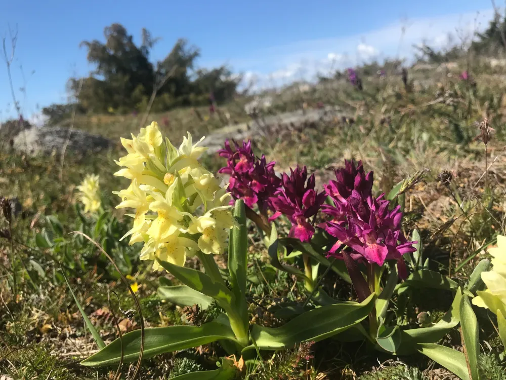 Bland orkidéer och andra alvarsväxter på Vickleby alvar.