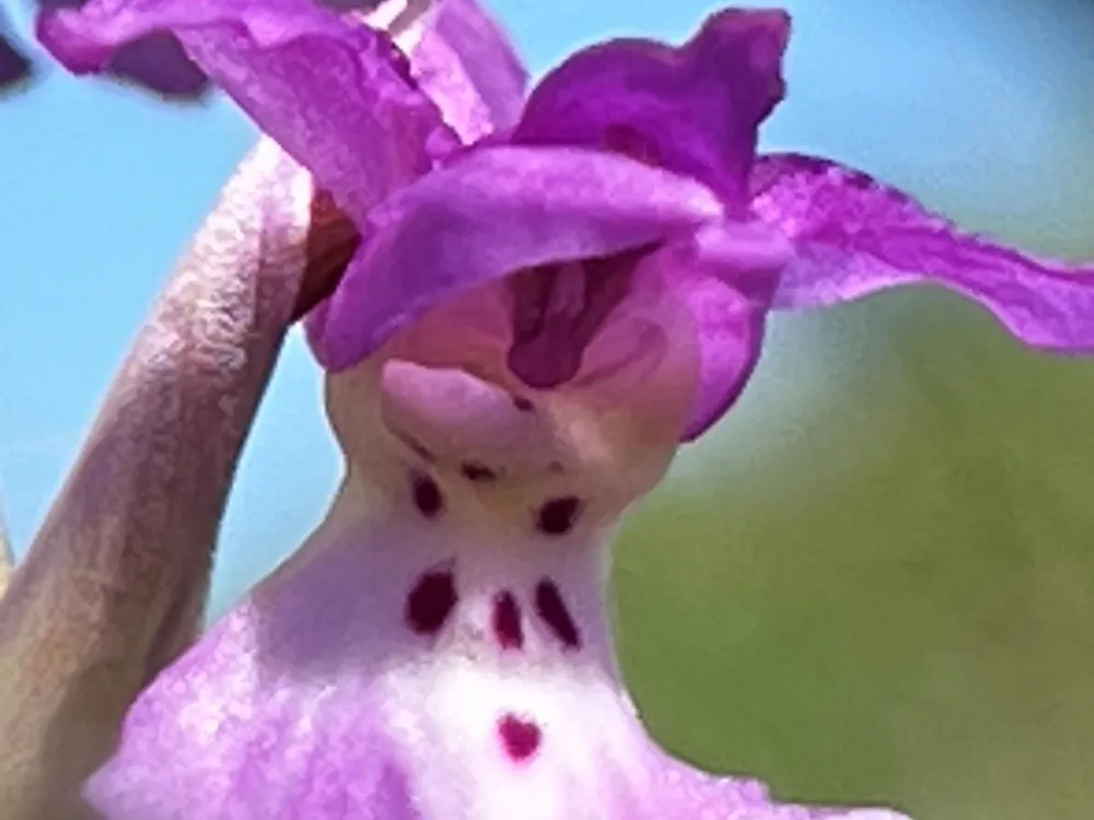 Orkidévandringar i två dagar 