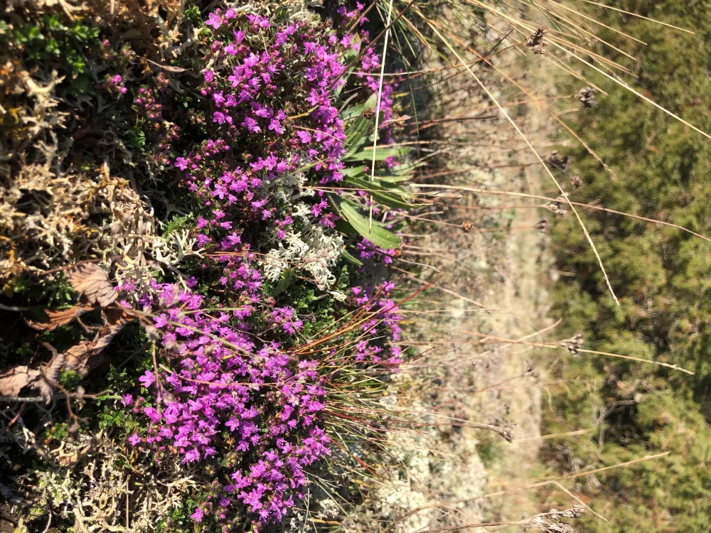 Möckelmosse, alvarväxter och karst