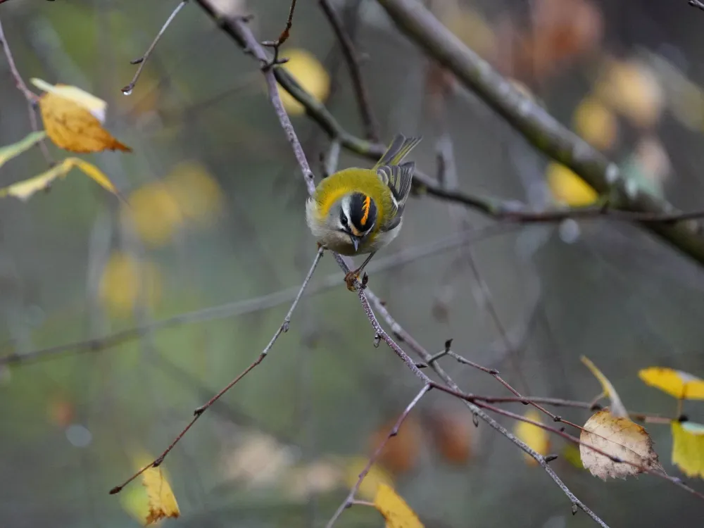 Brandkronad kungsfågel