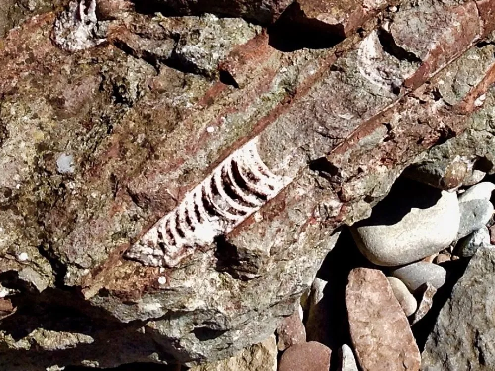 Fossilskola för Familjen