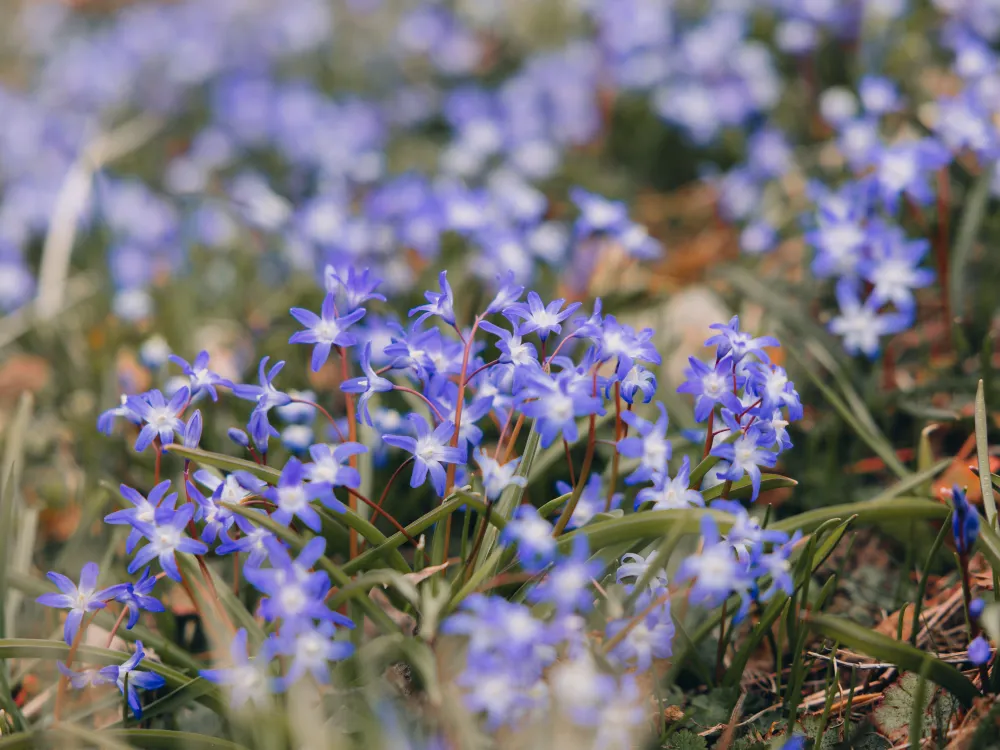Påskdagar på Öland, Bo Pensionat