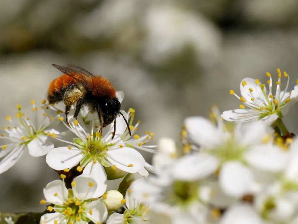 Vårens pollinatörer
