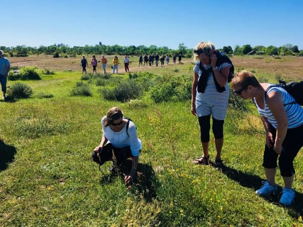 Matvandring på Alvaret