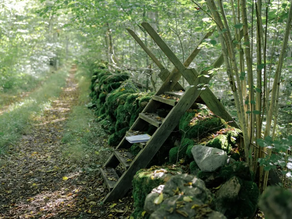 Mittlandsskogen - historiskt arv och makalös artrikedom 