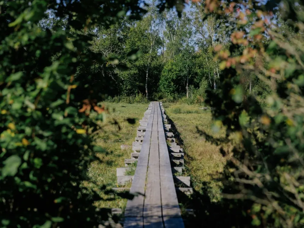 Mittlandsskogen - historiskt arv och makalös artrikedom 
