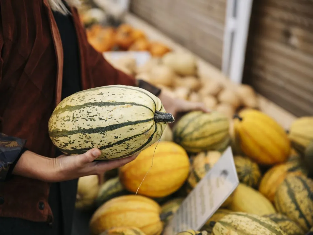 HARVEST SEASON