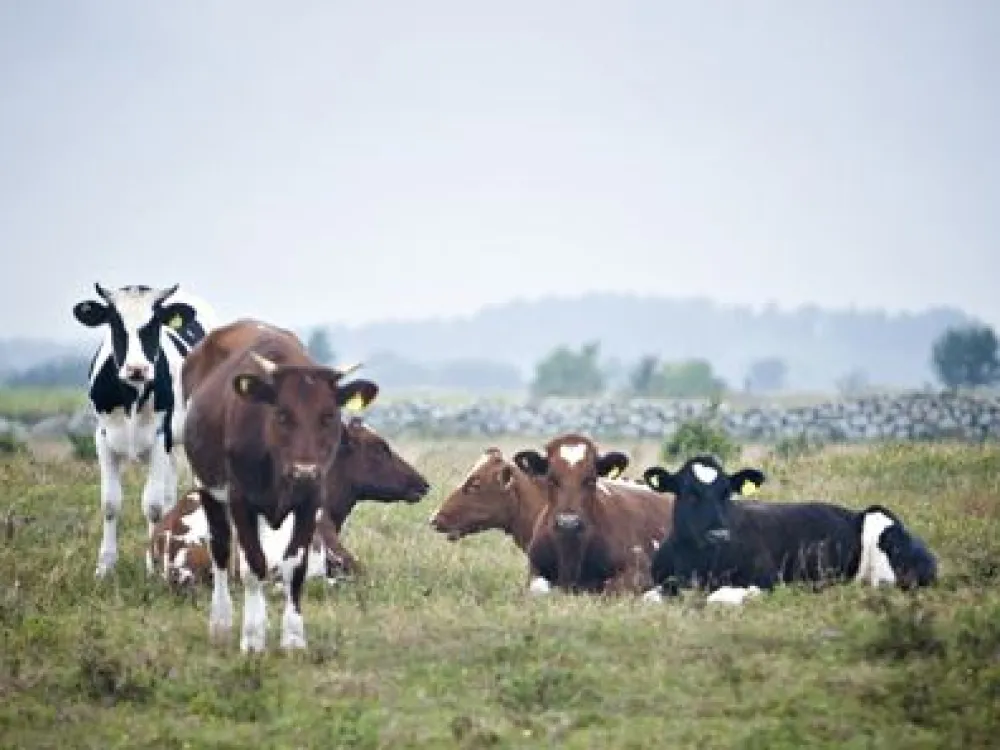 World Heritage - southern Öland's agricultural landscape
