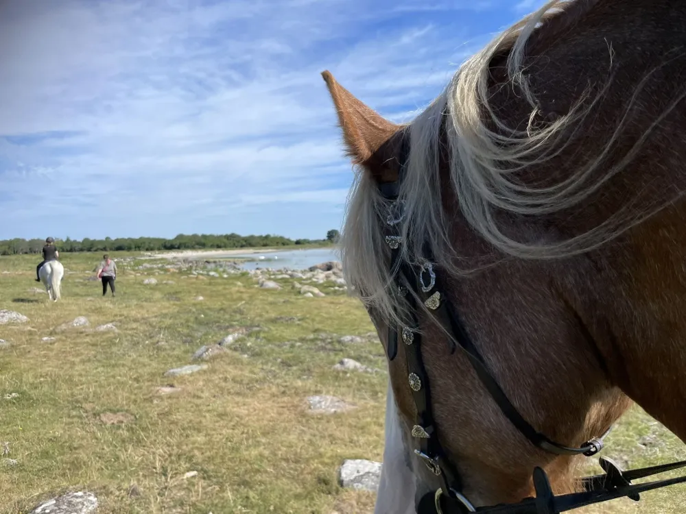 Björkgård på Öland