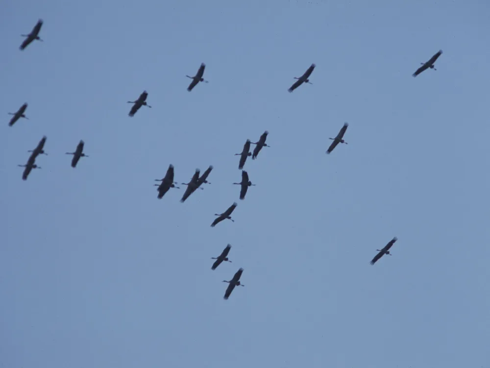 Gynge & Möckelmossen - alvar flora and resting cranes