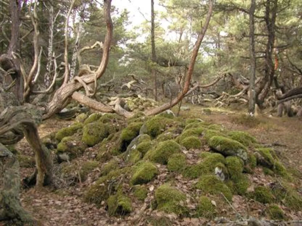 Trollskogens naturreservat.JPG