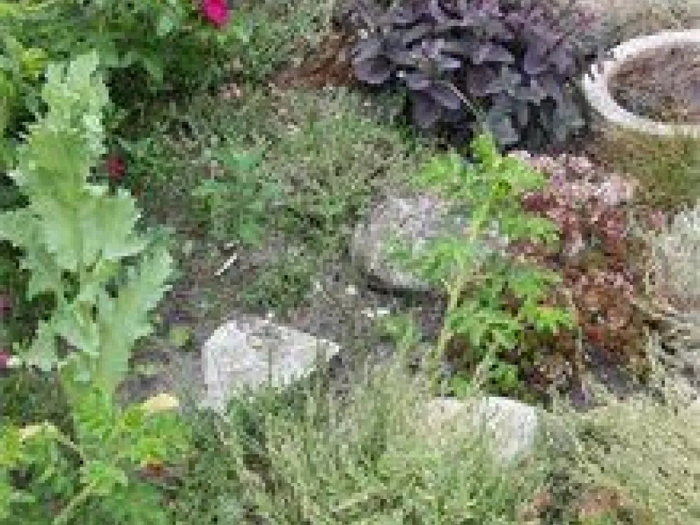 Bring Garden