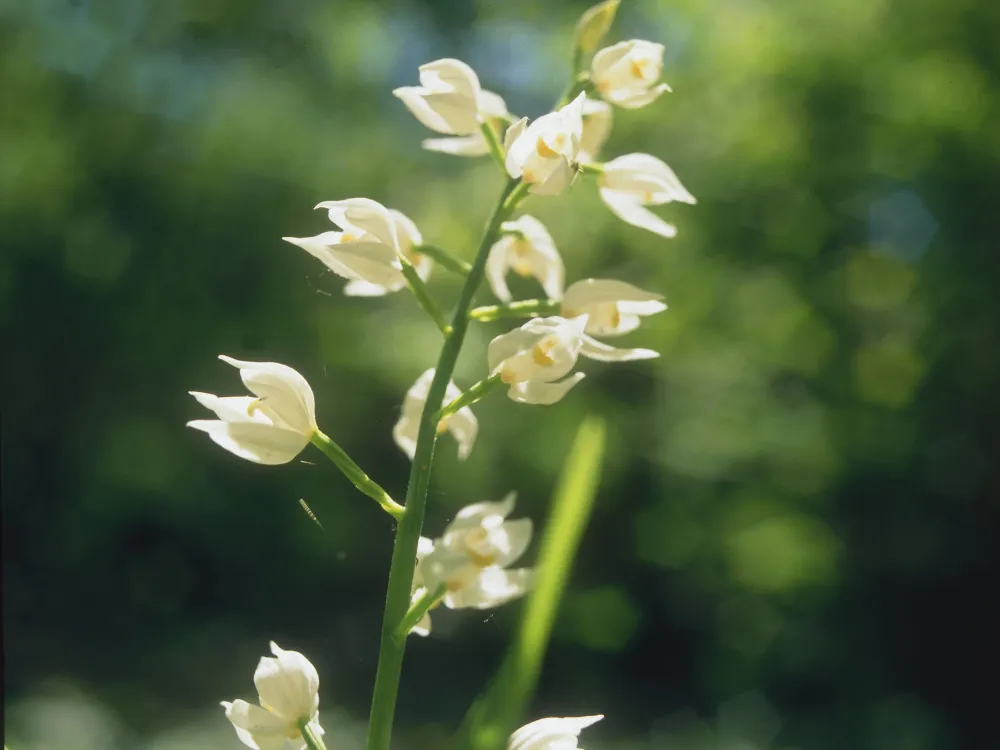 Lindreservatet - ängar och blommande lind. 