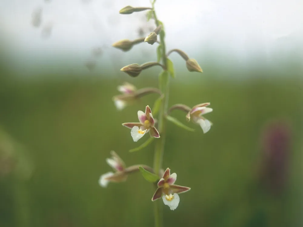 Lindreservatet - ängar och blommande lind. 