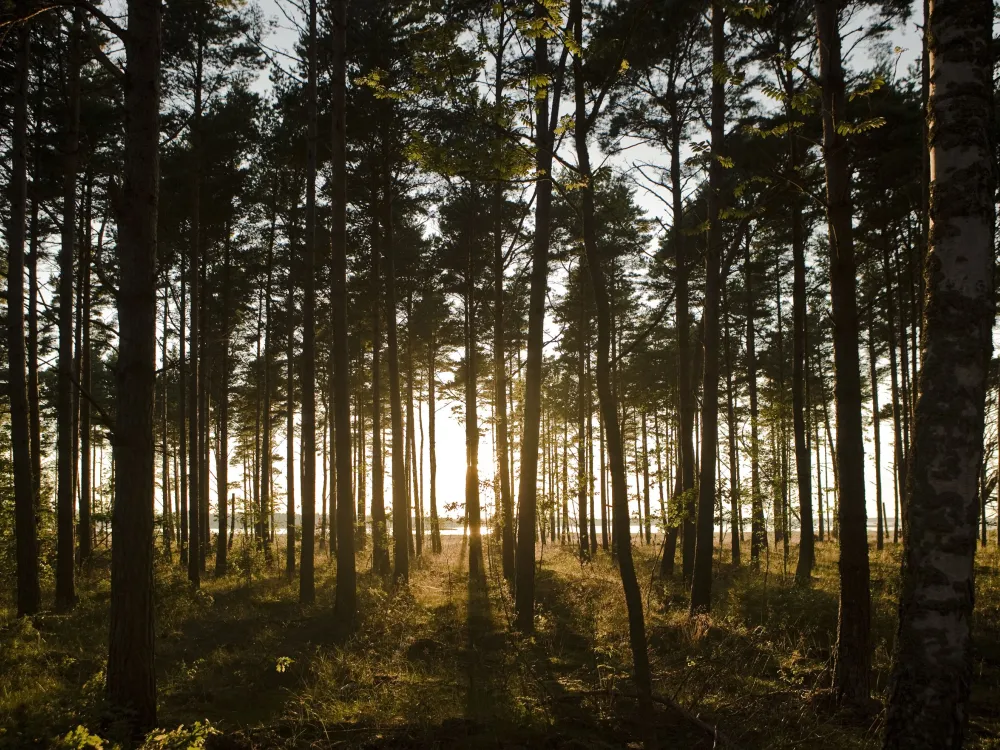 Ecopark Böda