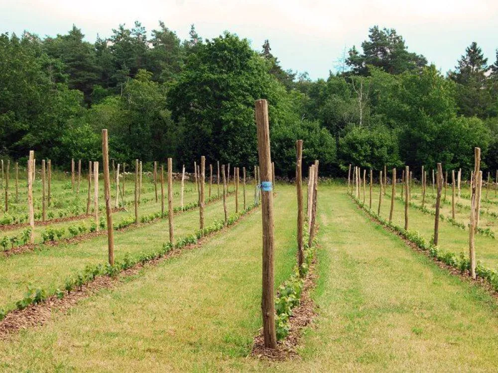 Horns Weingut