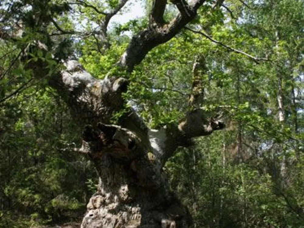 Trollskogen