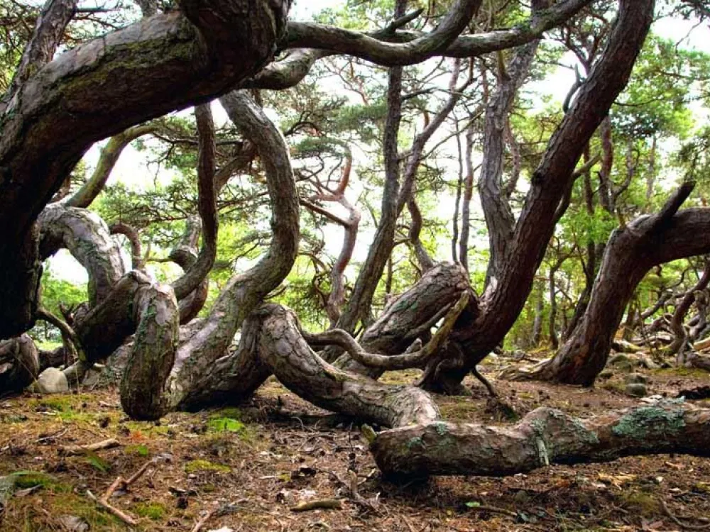 Trollskogen