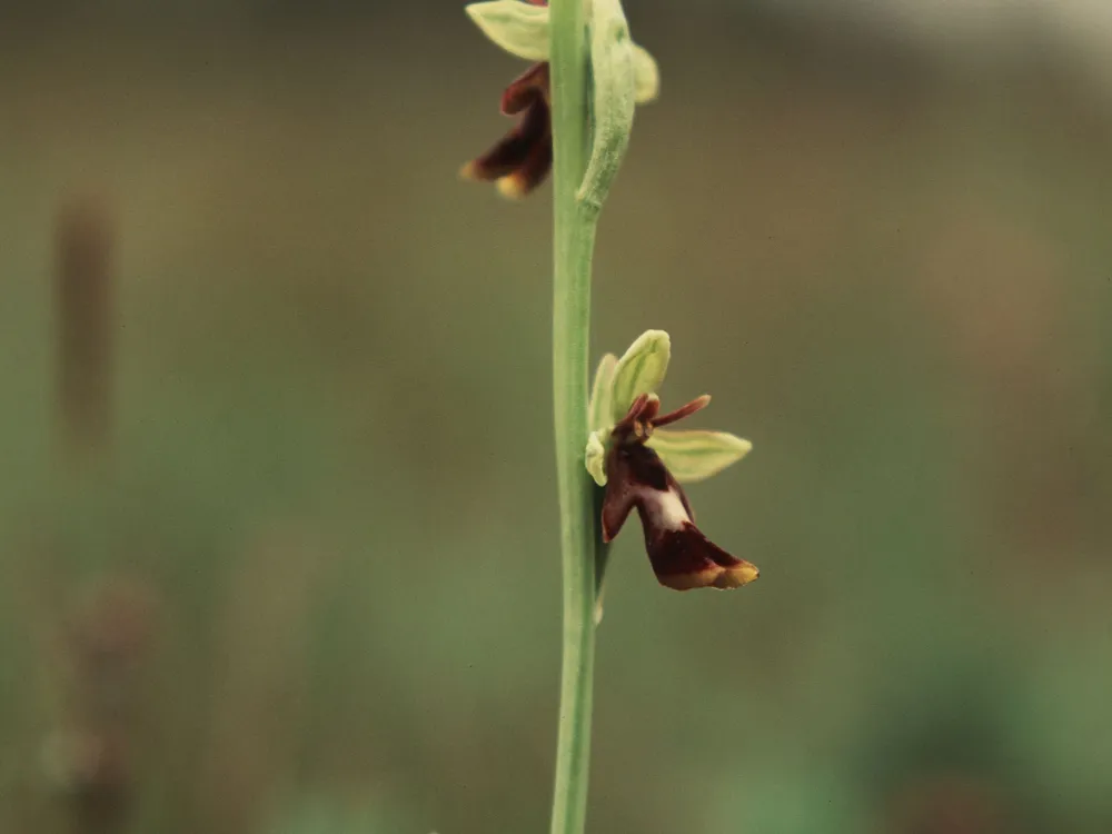 Vargeslätts naturreservat - Blomsterlokal